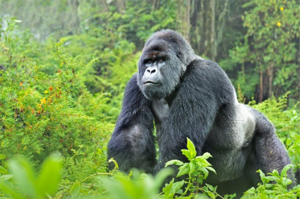 3 DAY - MT. GORILLA TREKKING ADVENTURE